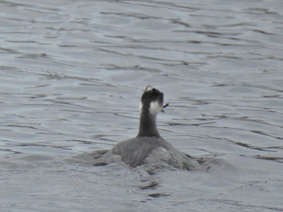 Straightnose Pipefish - ML646413730