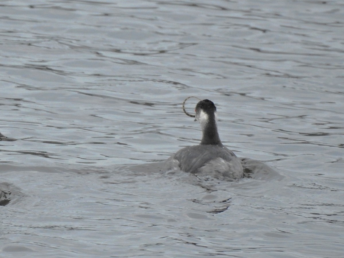 Straightnose Pipefish - ML646413731