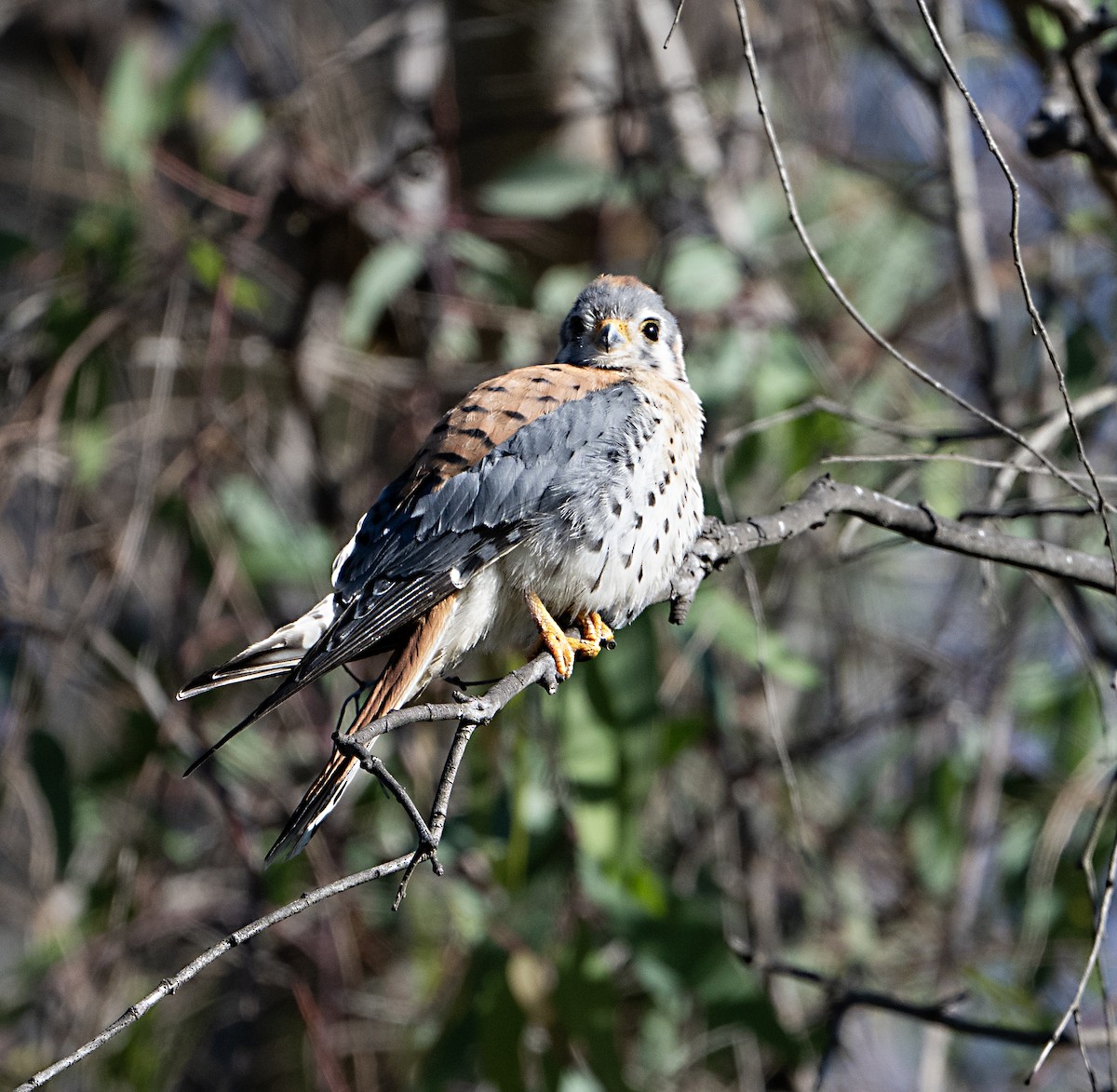 American Kestrel - ML646413738
