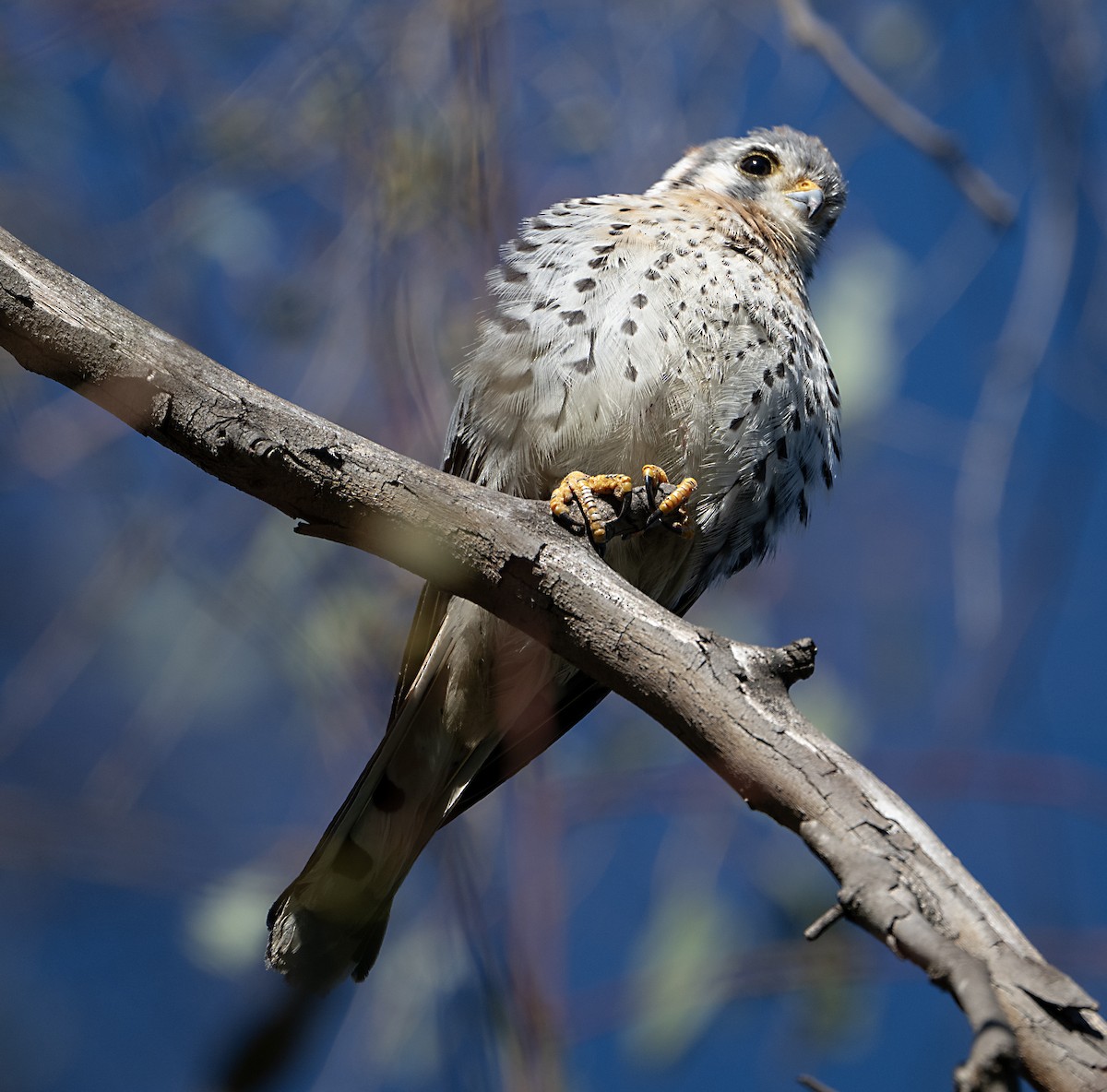 American Kestrel - ML646413740