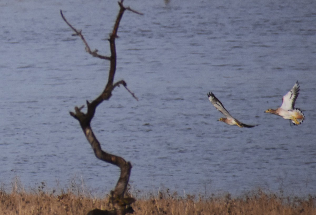 Eurasian Thick-knee - ML646413741