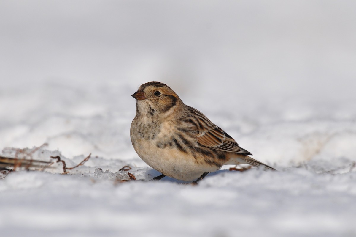 Lapland Longspur - ML646413742