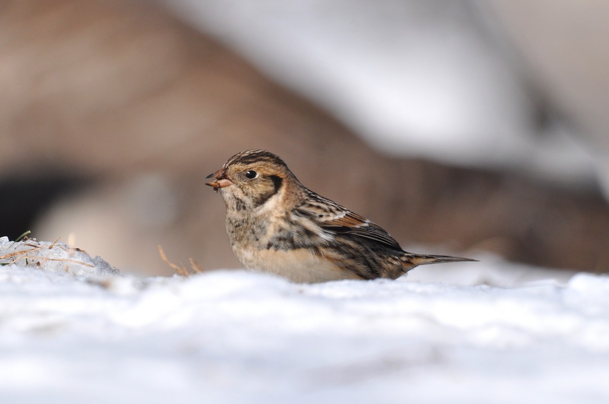 Lapland Longspur - ML646413743