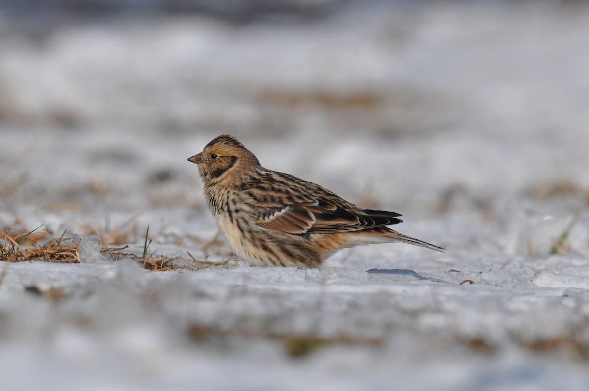 Lapland Longspur - ML646413744