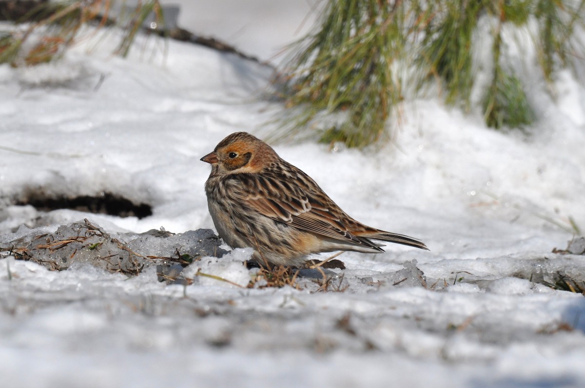 Lapland Longspur - ML646413745