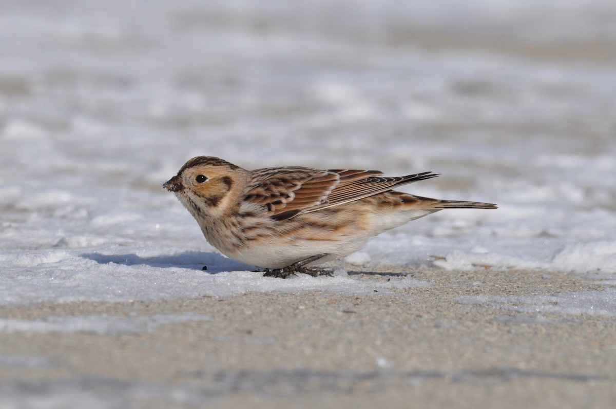 Lapland Longspur - ML646413746