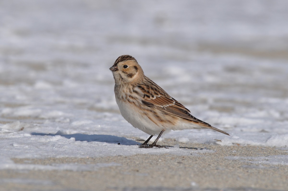 Lapland Longspur - ML646413747