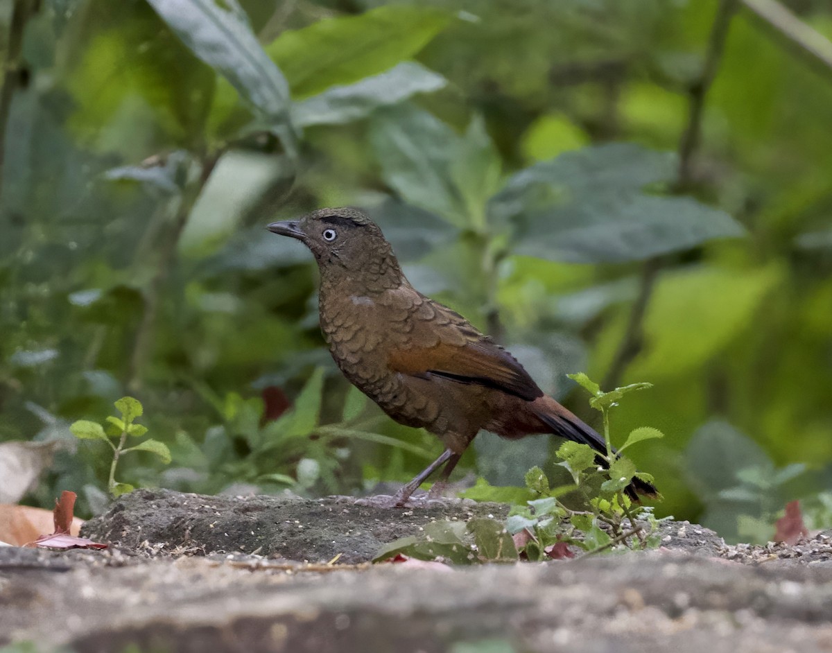 Blue-winged Laughingthrush - ML646413749