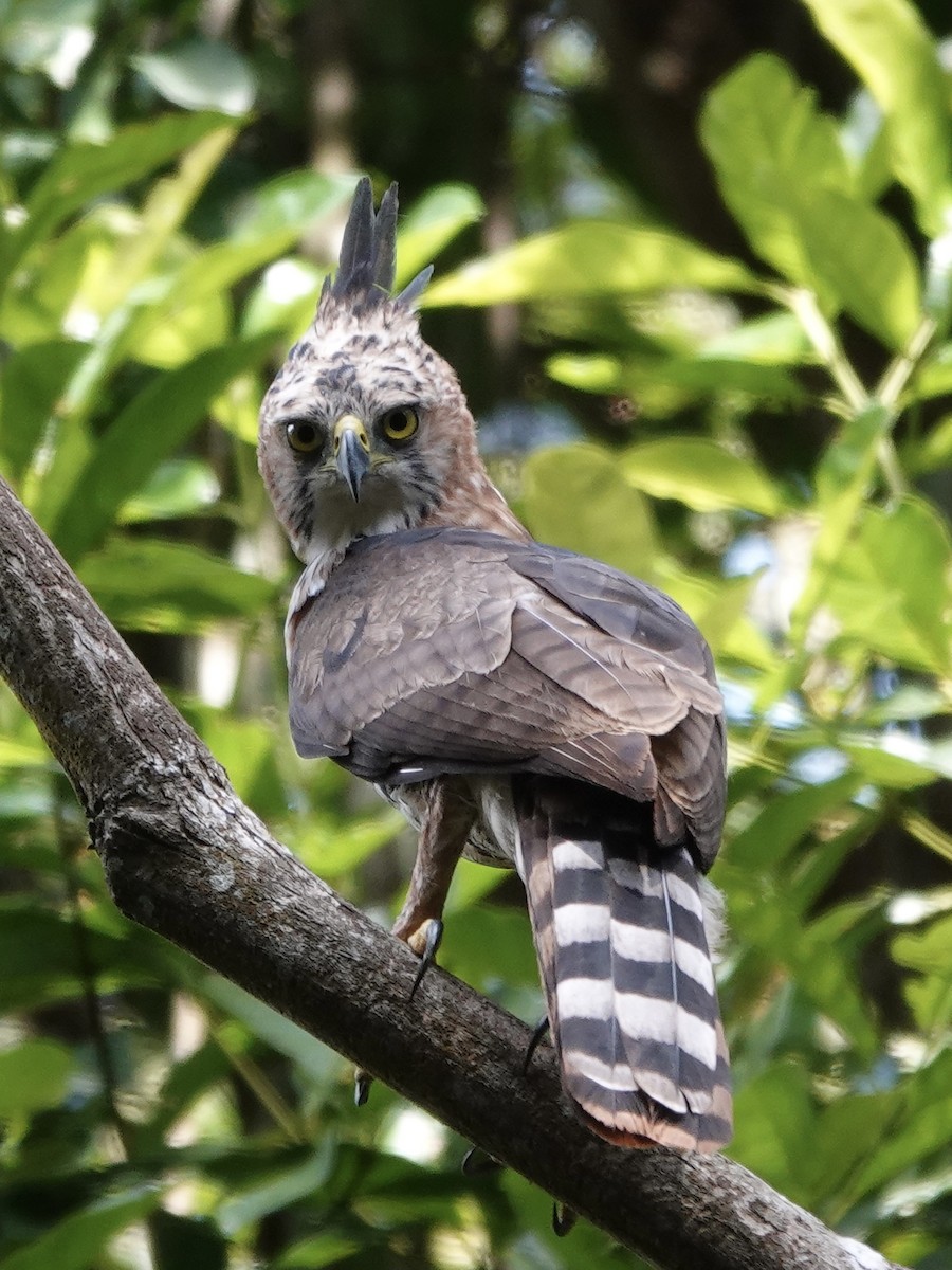 Ornate Hawk-Eagle - ML646413750