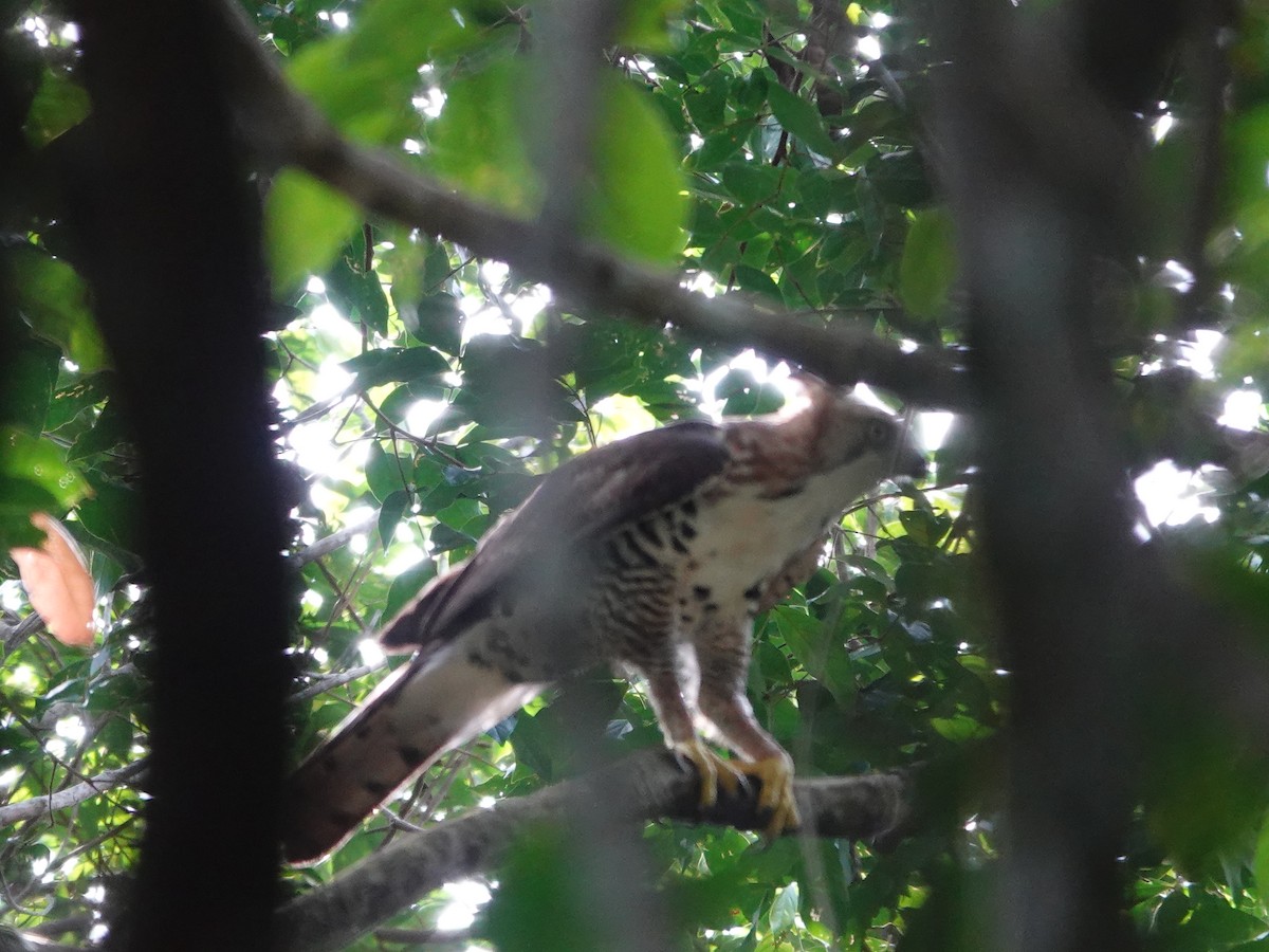 Prachtadler - ML646413752