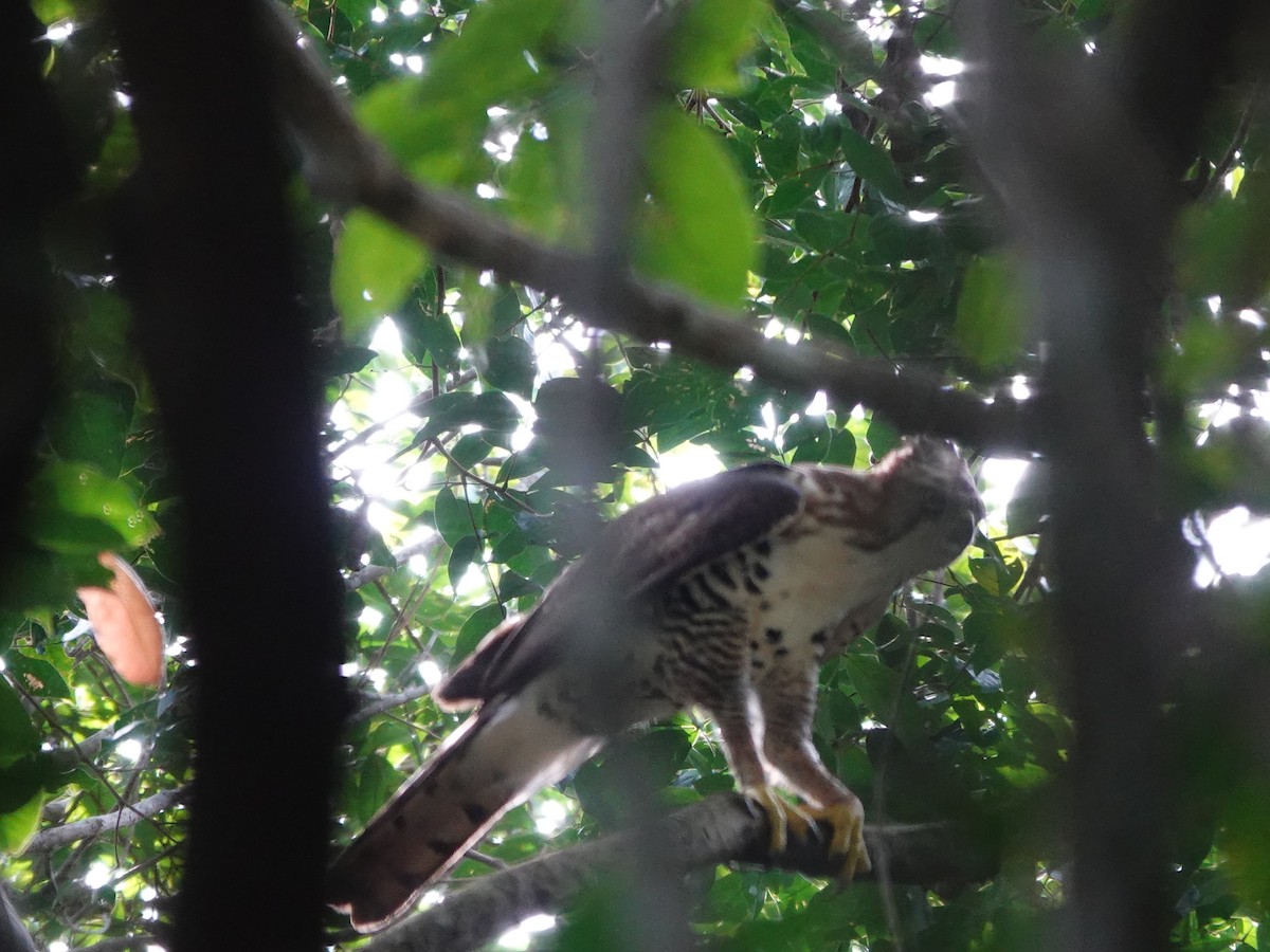 Prachtadler - ML646413753