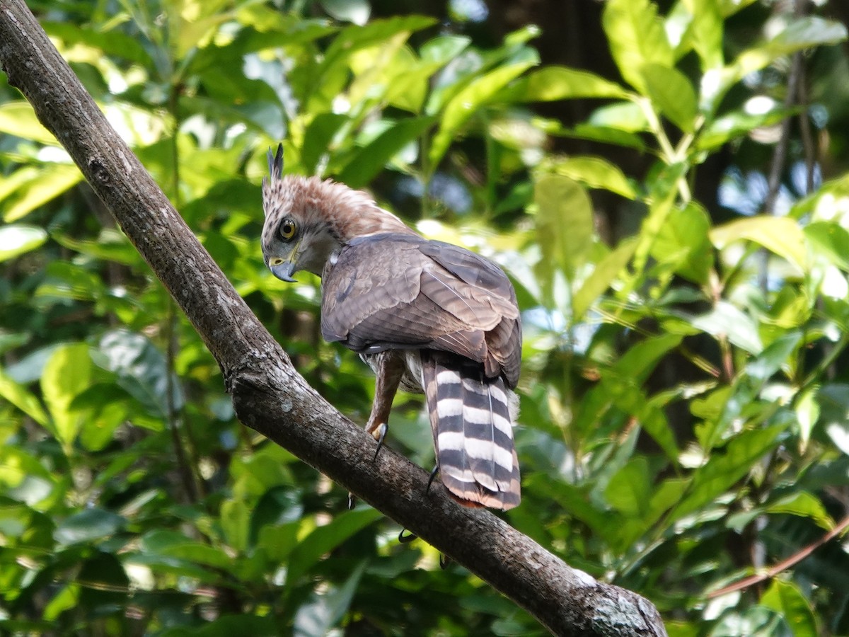 Prachtadler - ML646413754