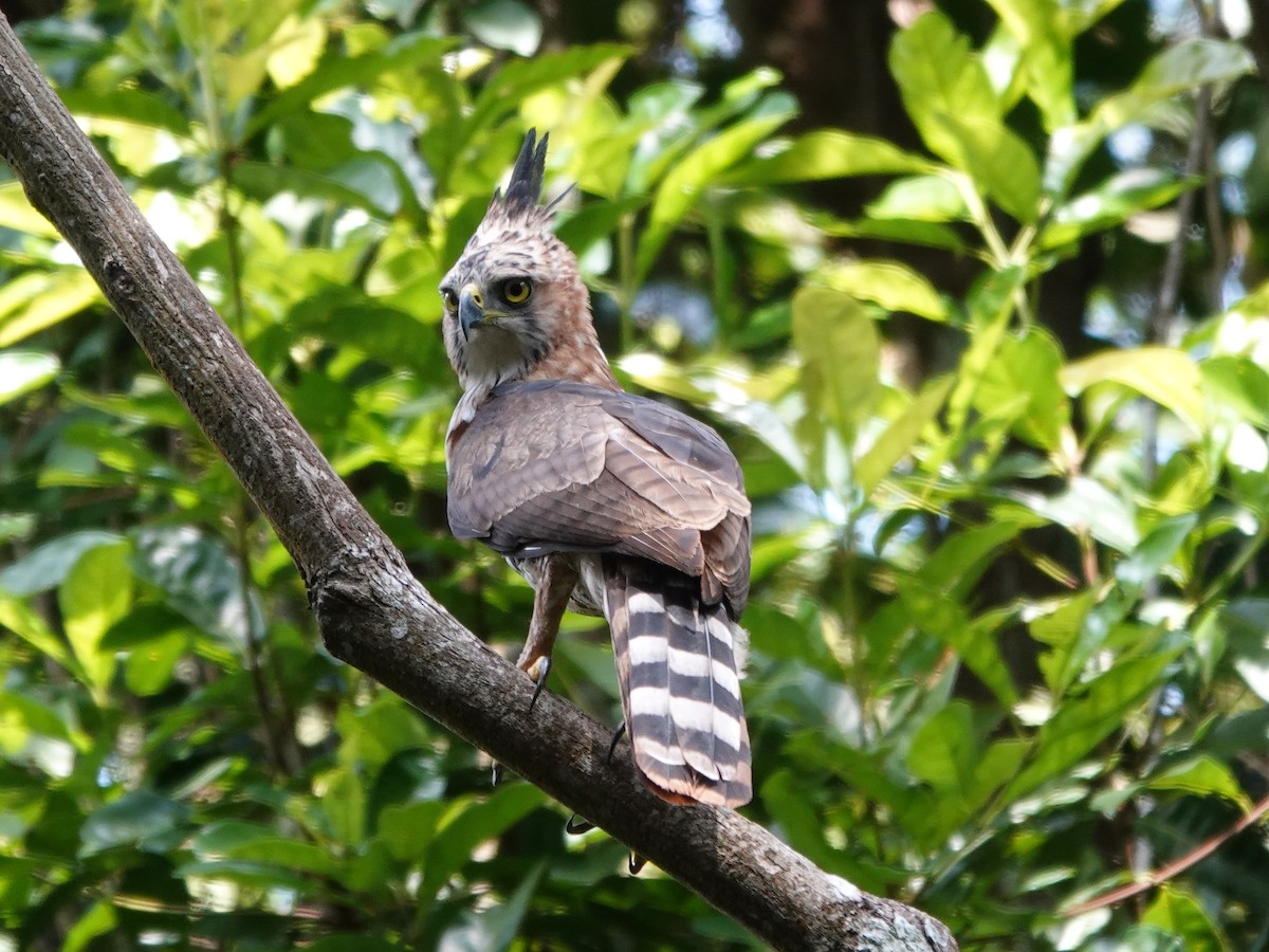 Prachtadler - ML646413755