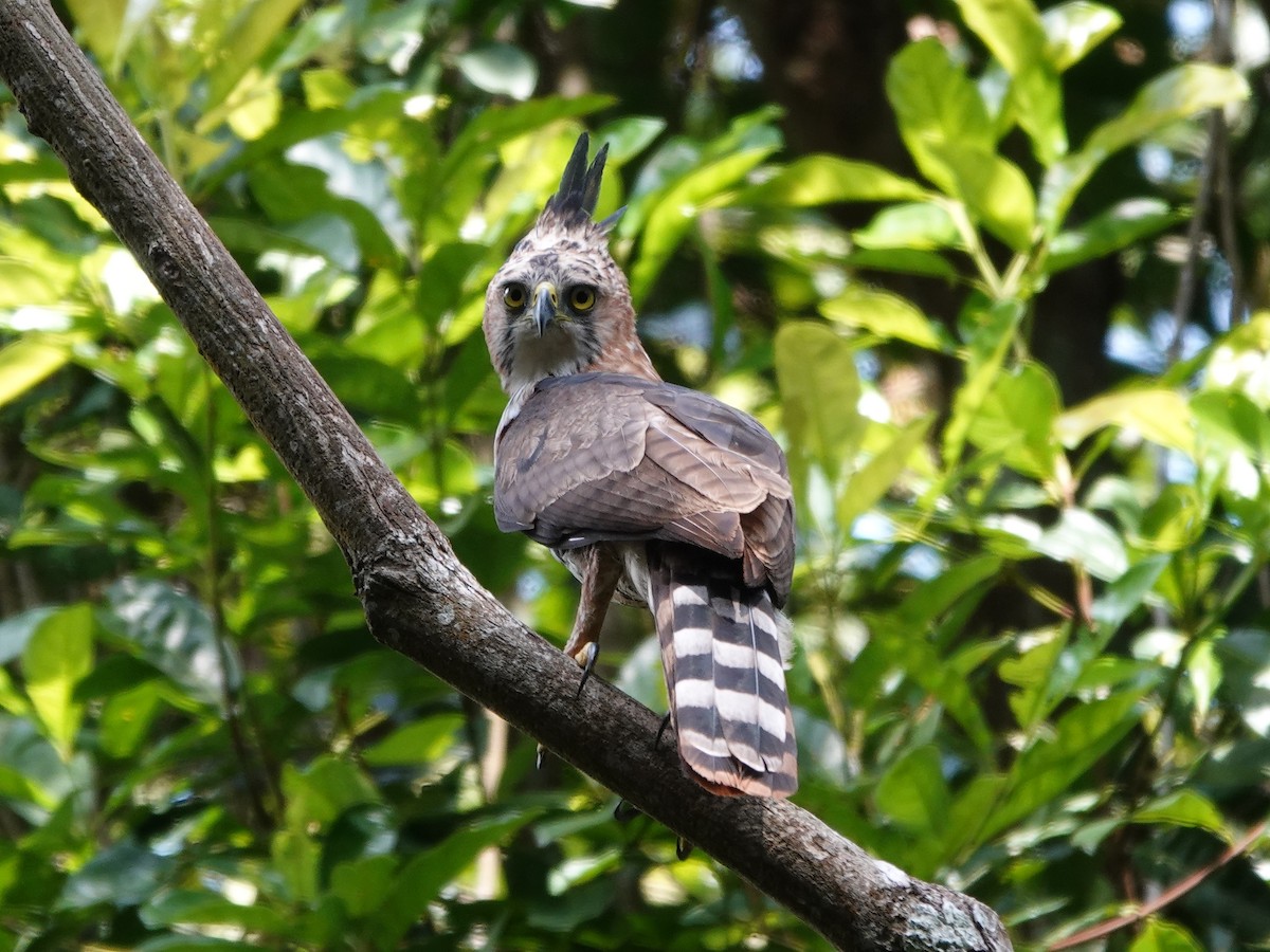 Prachtadler - ML646413756