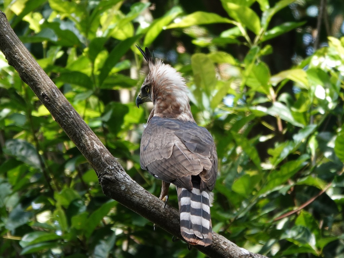 Prachtadler - ML646413757