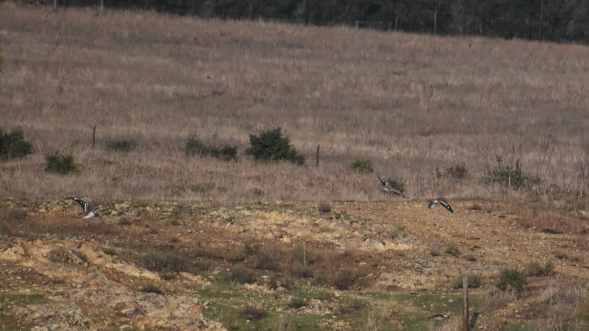 Eurasian Thick-knee - ML646413758