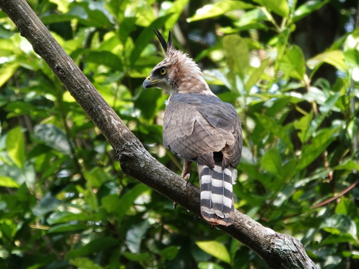 Prachtadler - ML646413759