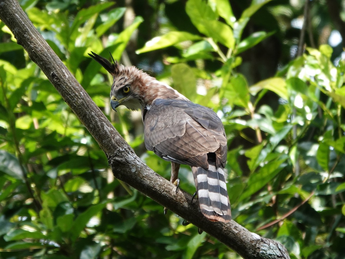 Prachtadler - ML646413760