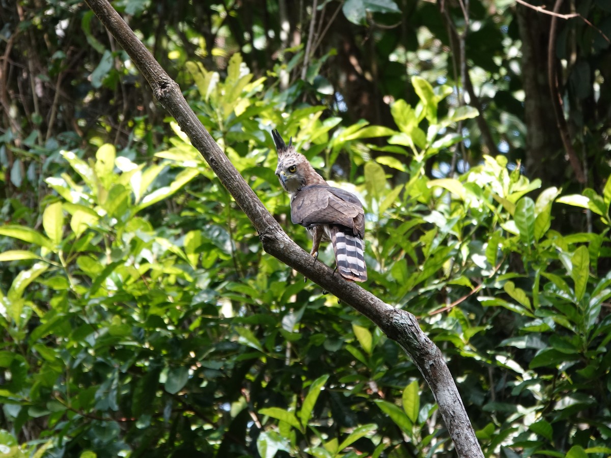 Prachtadler - ML646413761