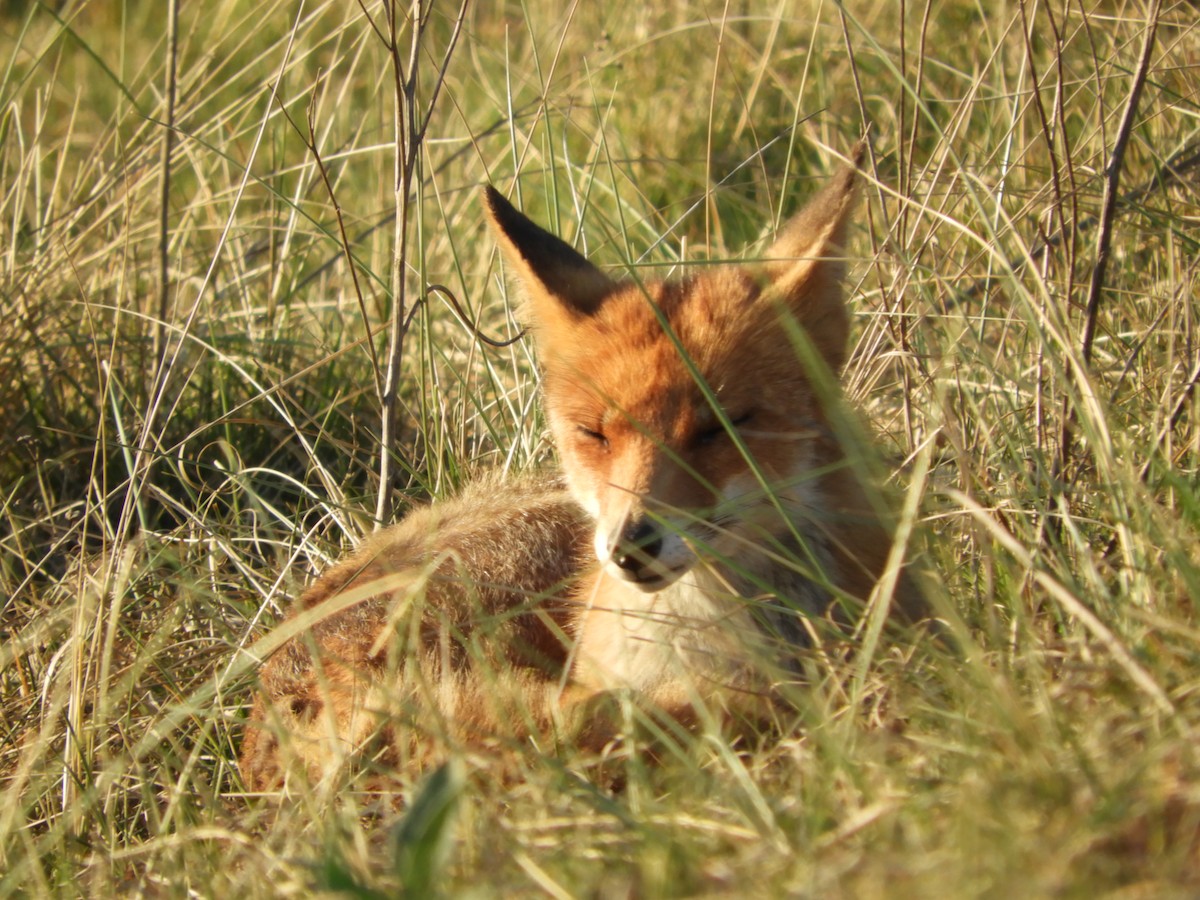 Red Fox - ML646413762