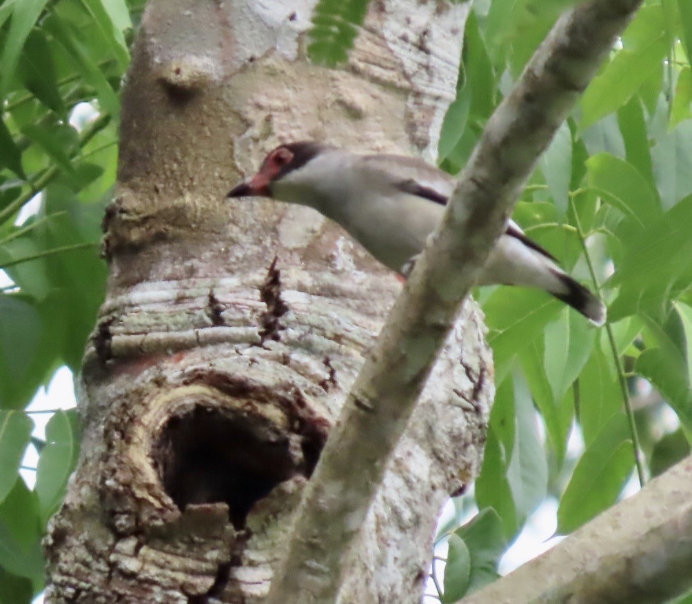 Masked Tityra - ML646413763