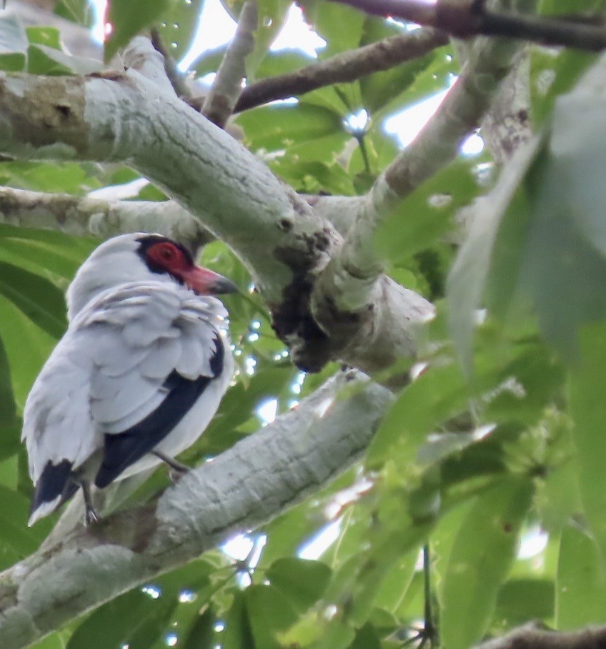 Masked Tityra - ML646413764