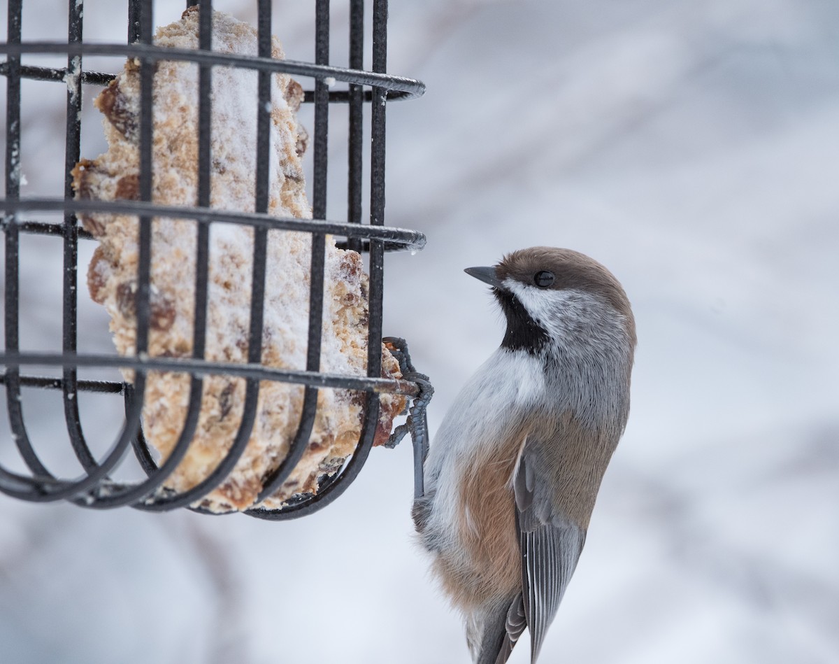 Boreal Chickadee - ML646413766