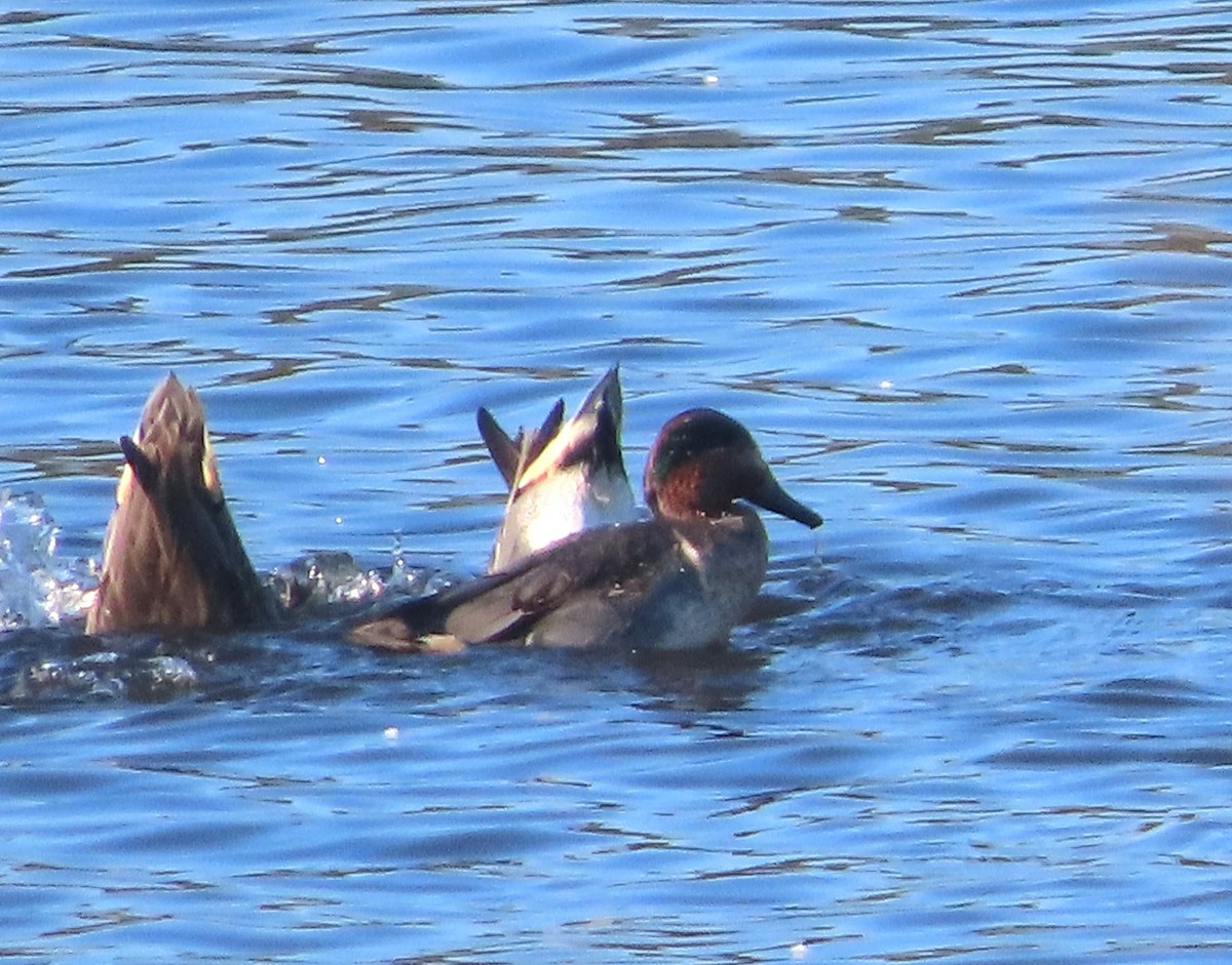 Green-winged Teal - ML646413771