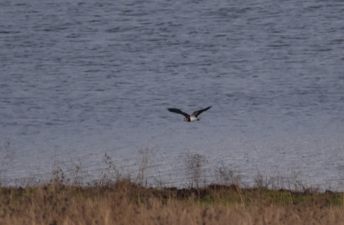 Northern Lapwing - ML646413772