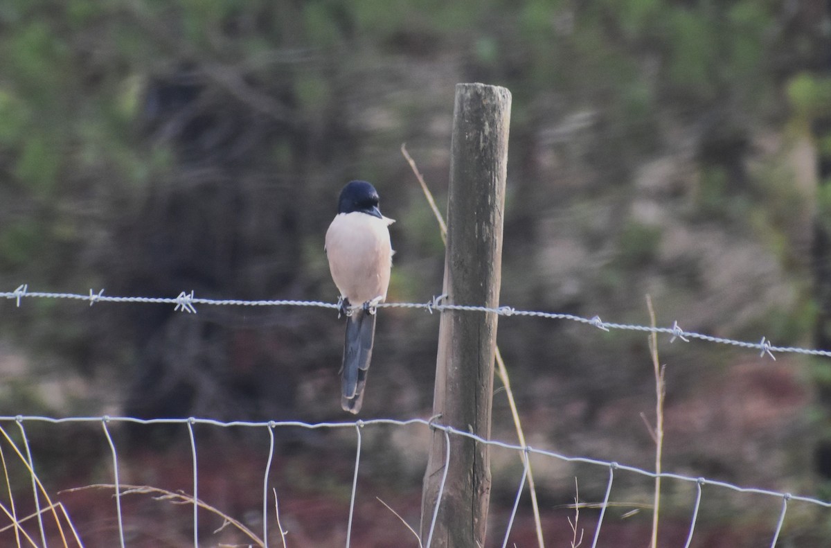 Iberian Magpie - ML646413777