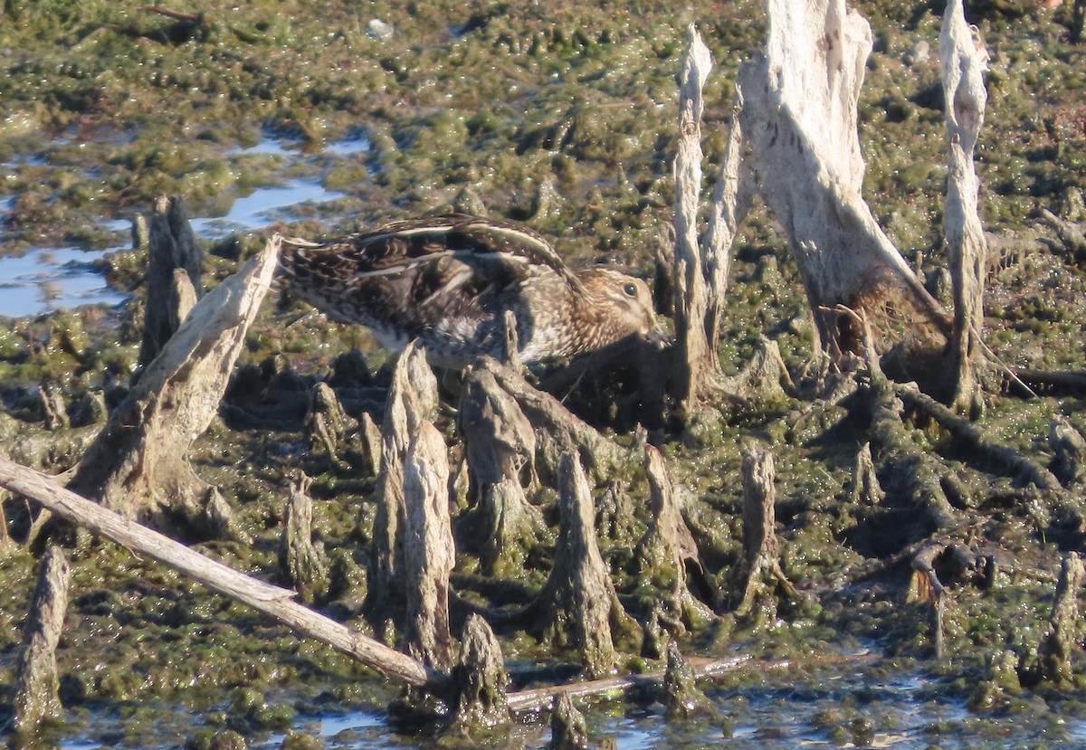 Wilson's Snipe - ML646413778