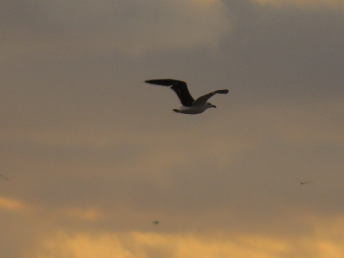 Great Black-backed Gull - ML646413779