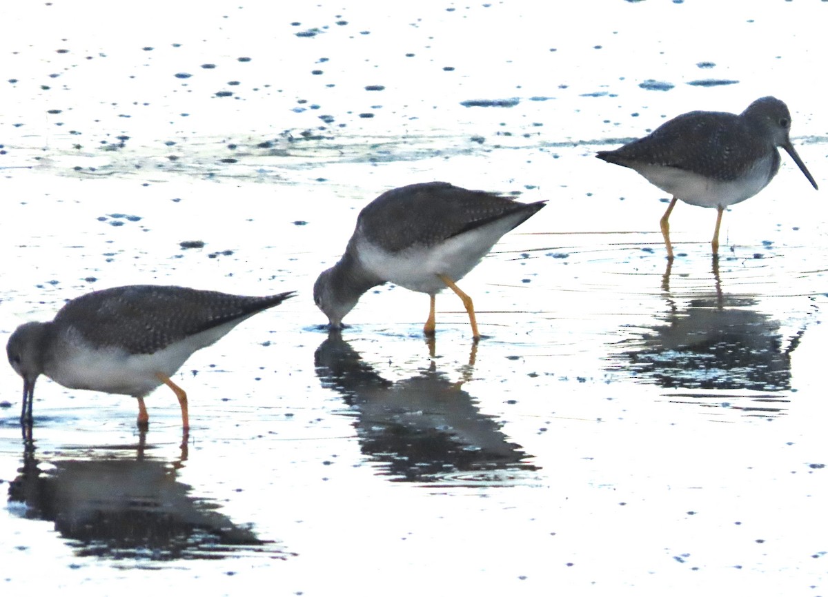 Greater Yellowlegs - ML646413780