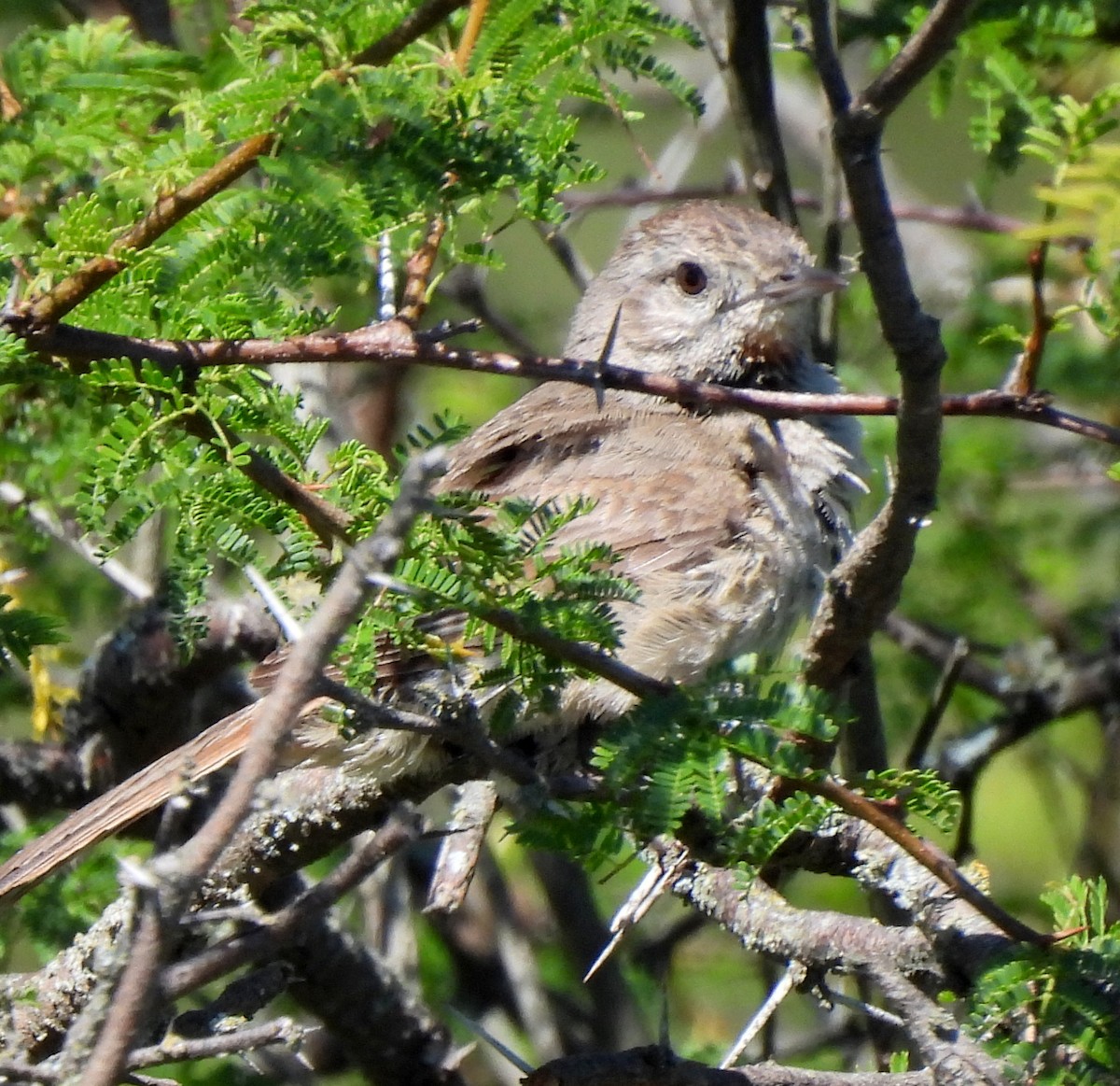 Short-billed Canastero - ML646413783