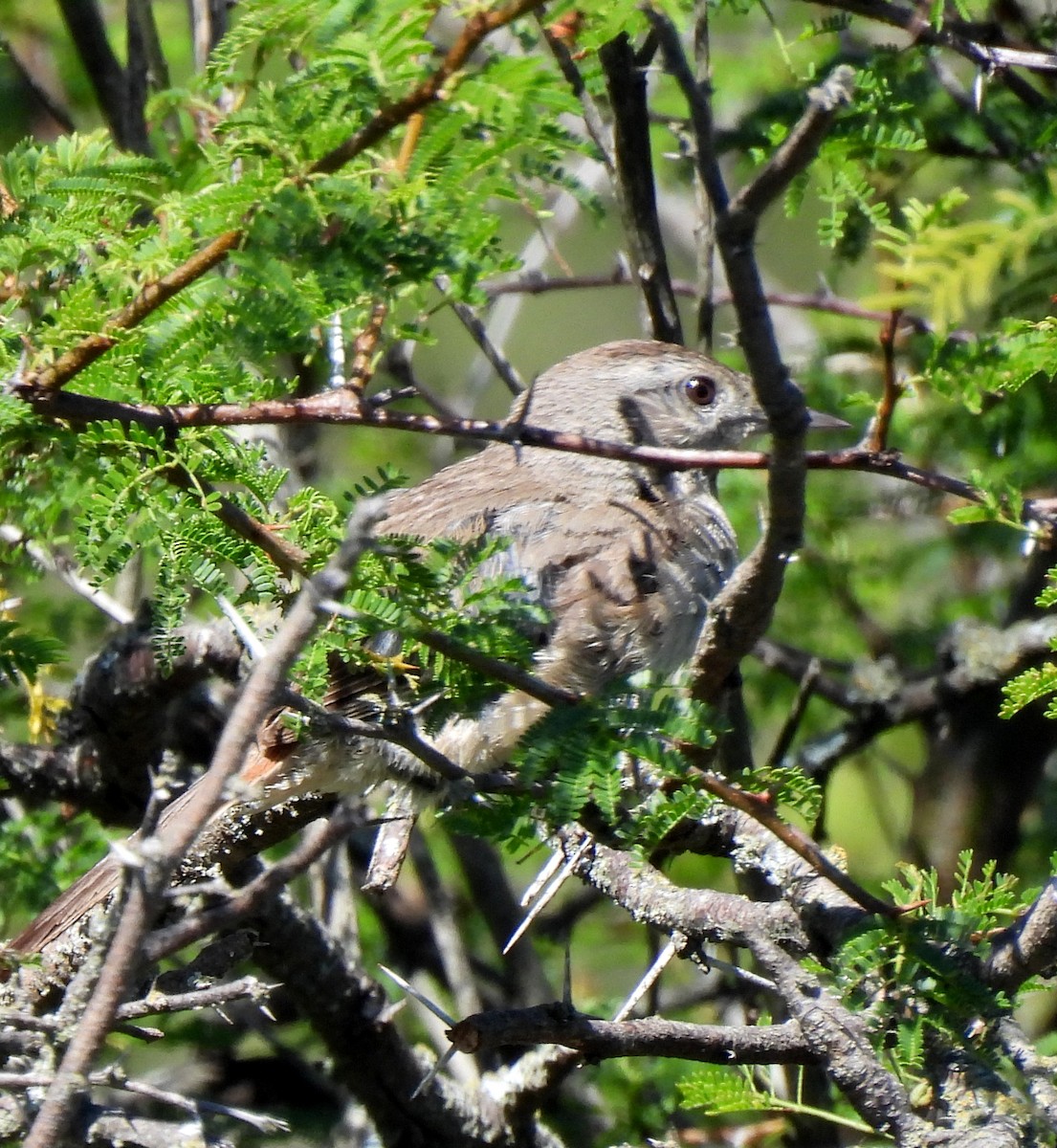 Short-billed Canastero - ML646413790