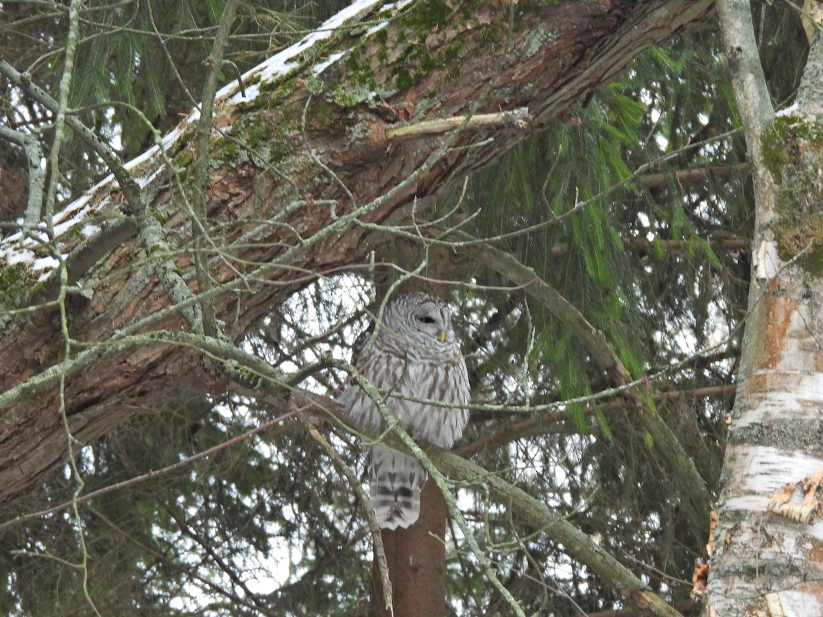 Barred Owl - ML646413791