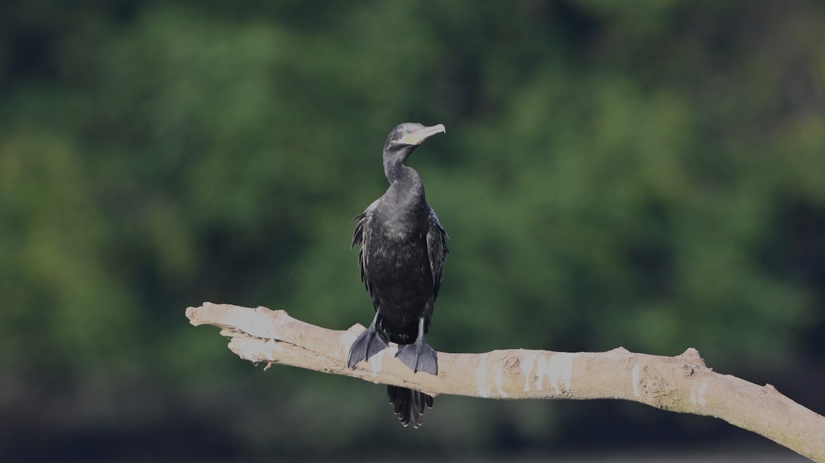 Humboldtscharbe - ML646413792