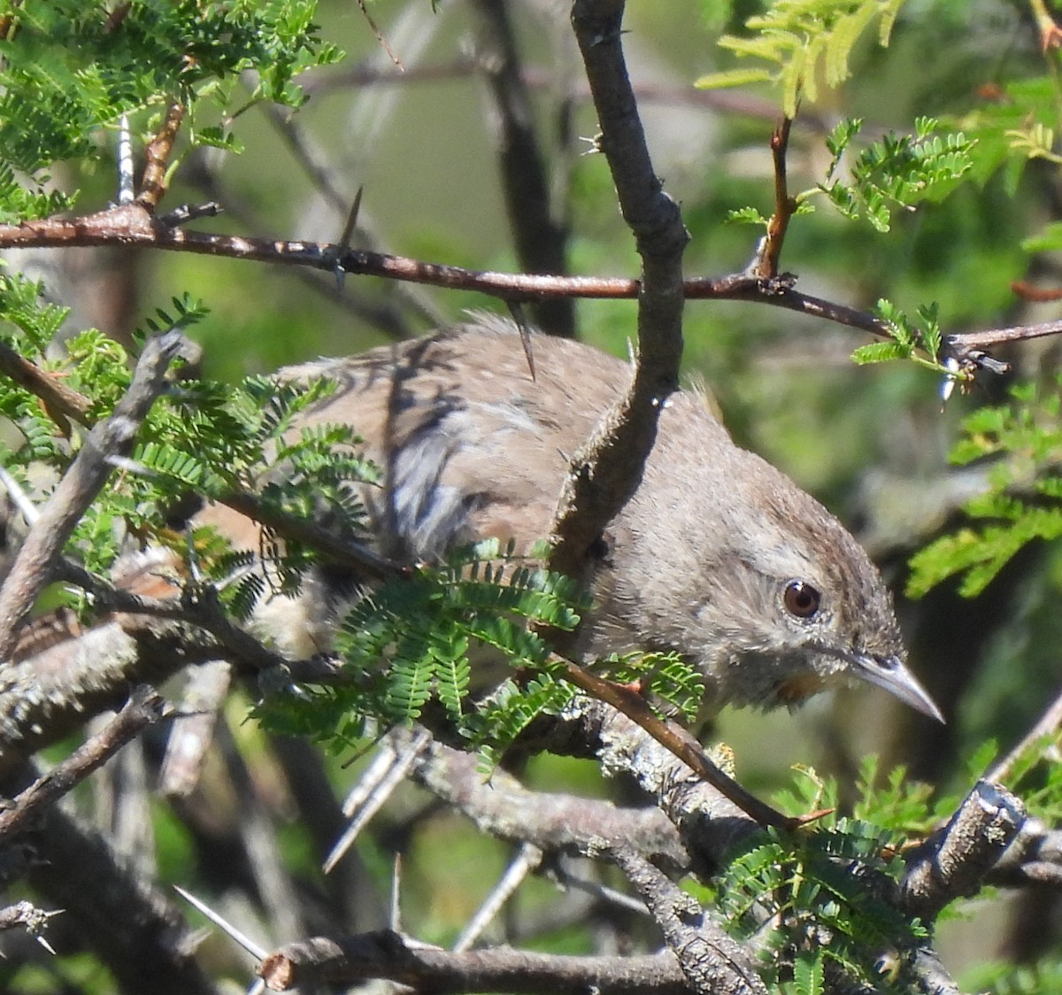 Short-billed Canastero - ML646413794