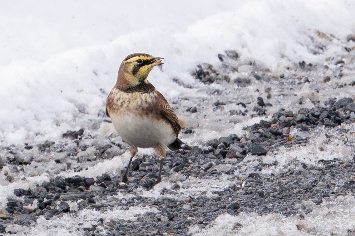 Allodola golagialla - ML646413796