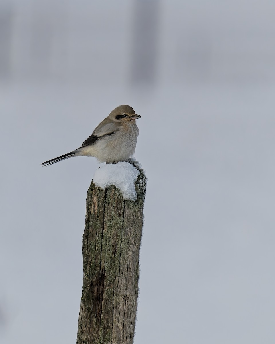 Antzandobi boreala - ML646413797