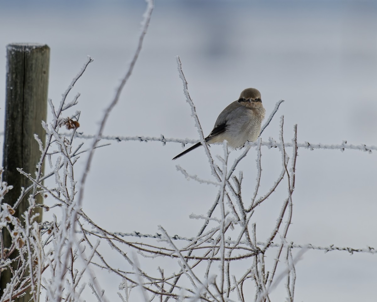 Antzandobi boreala - ML646413798
