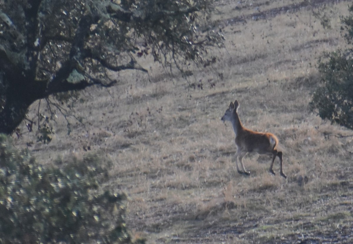 Red Deer - ML646413799