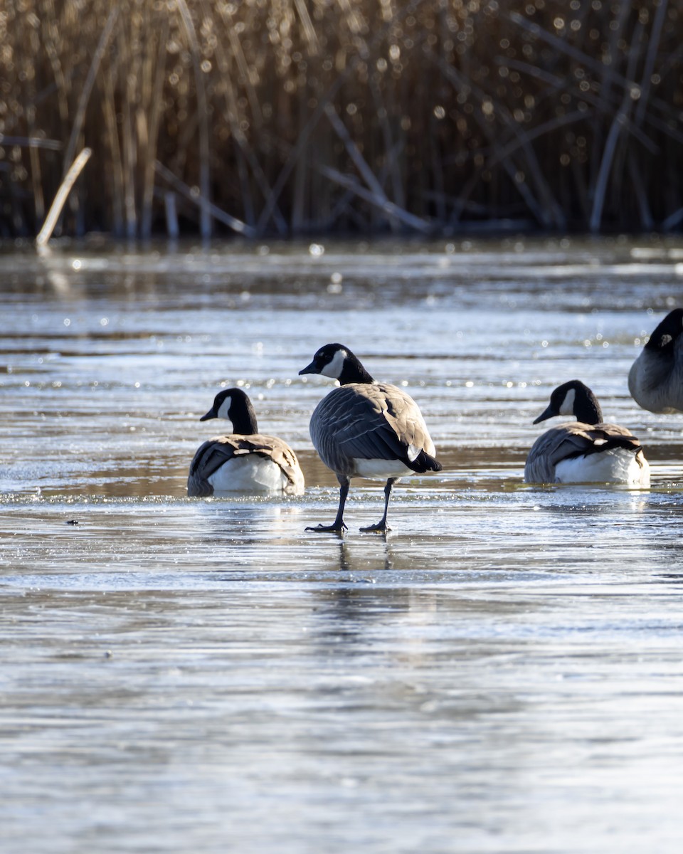 Cackling Goose - ML646413800