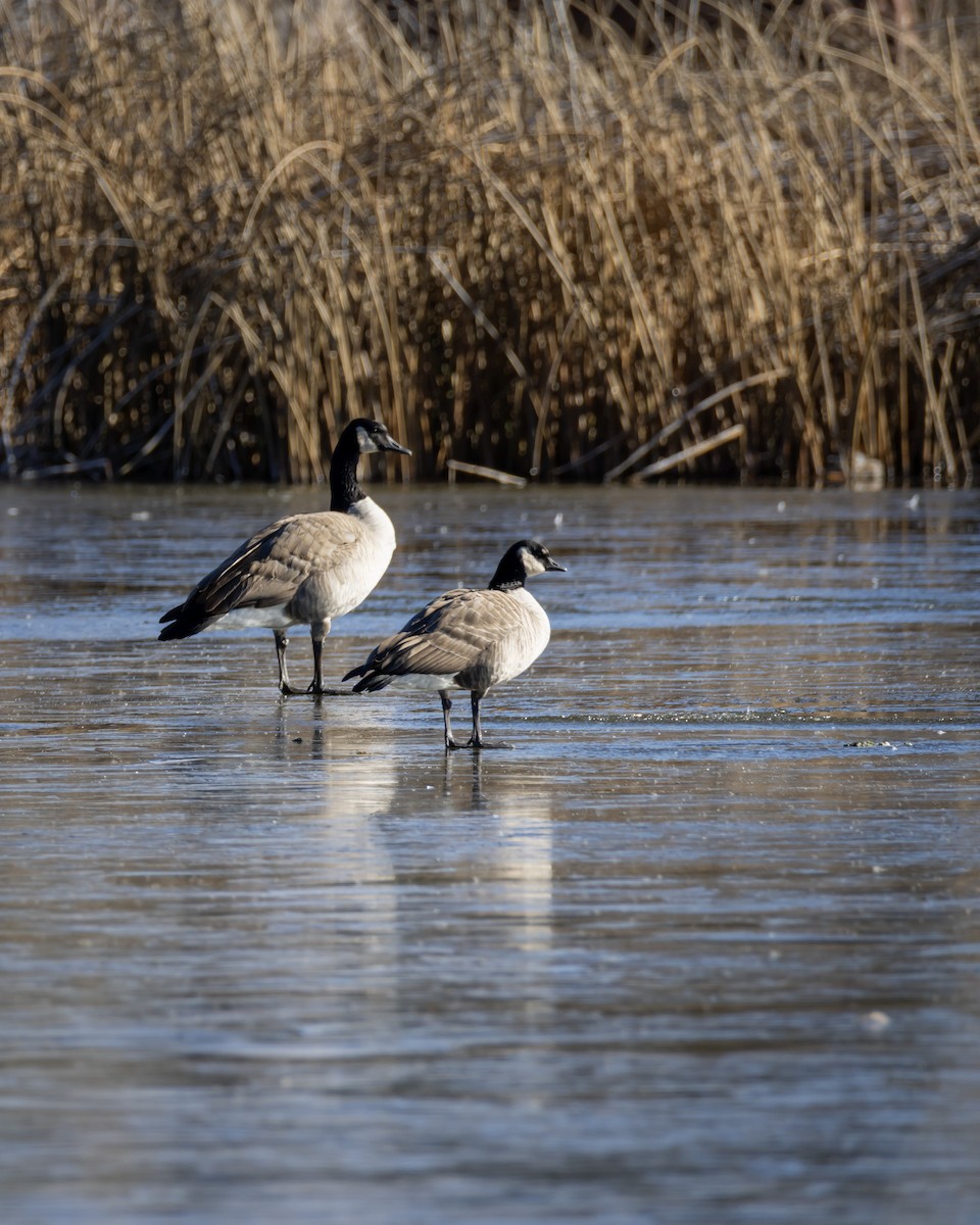 Cackling Goose - ML646413801