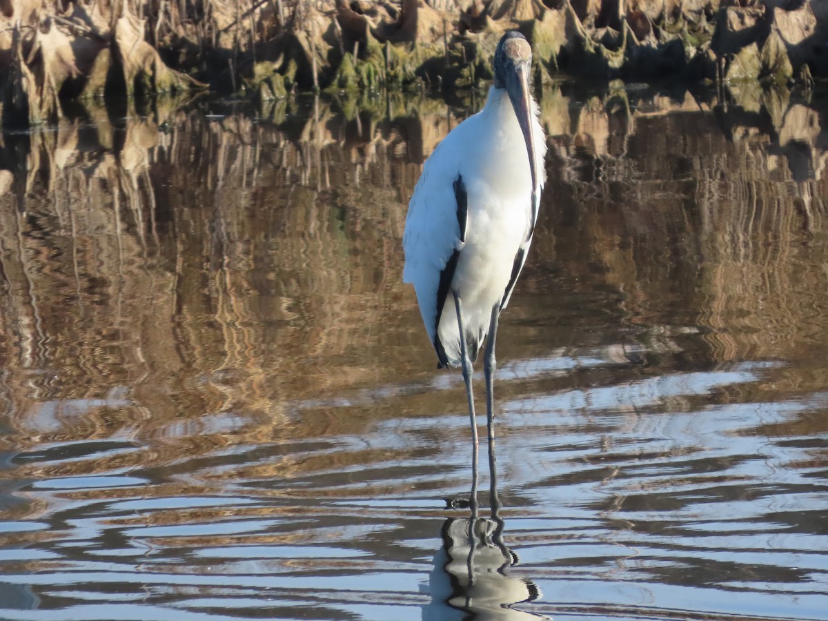 Wood Stork - ML646413802