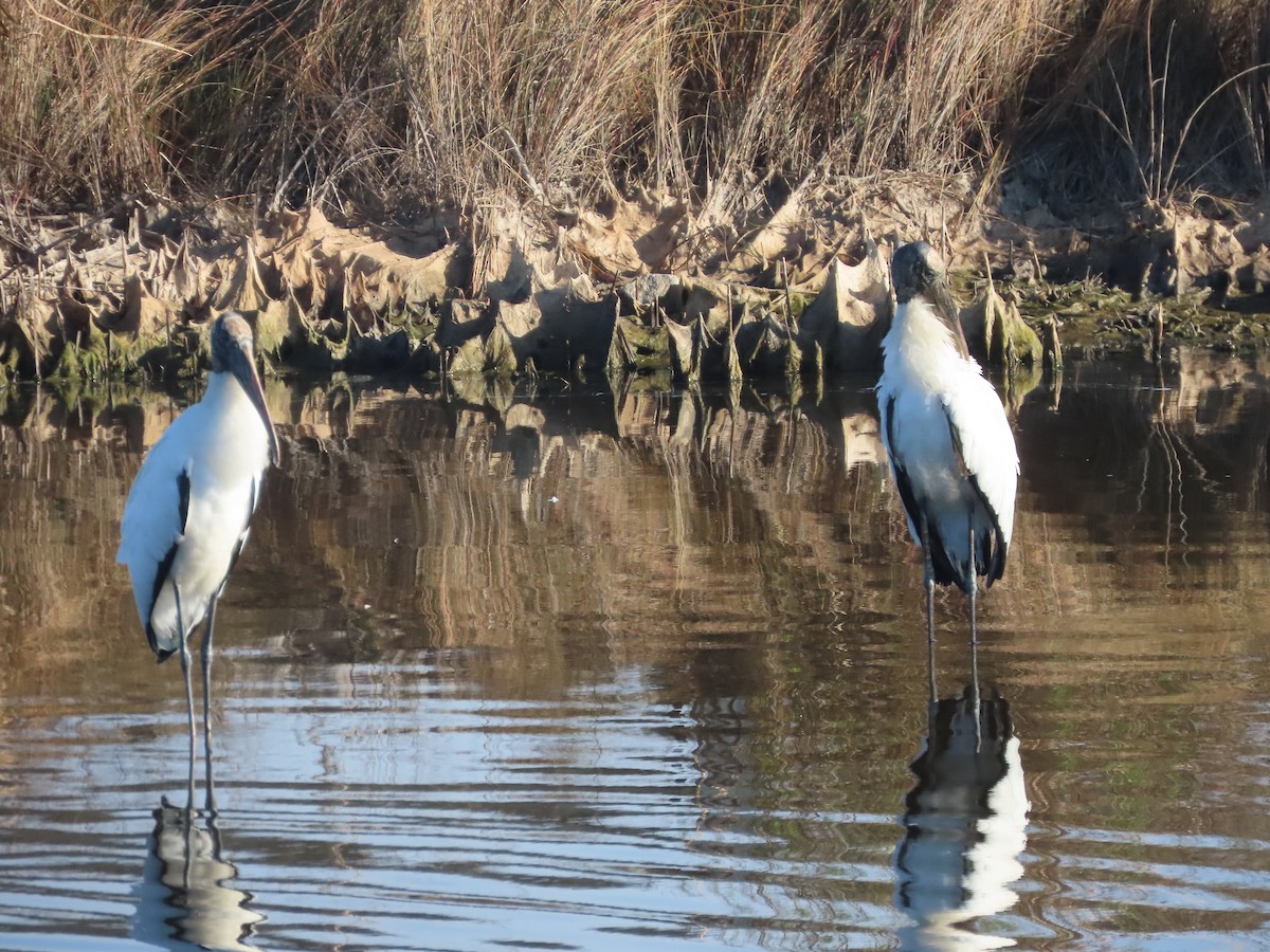 Wood Stork - ML646413803