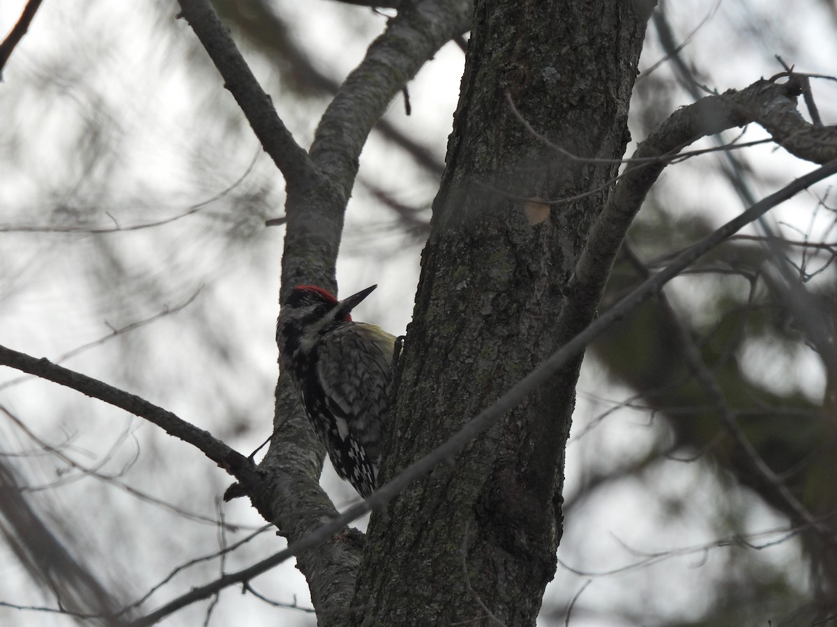 Yellow-bellied Sapsucker - ML646413809