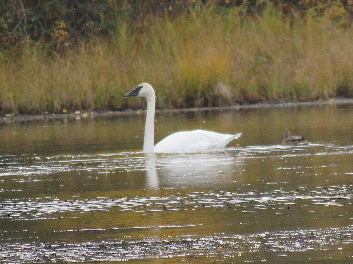 ברבור אמריקני - ML646413812