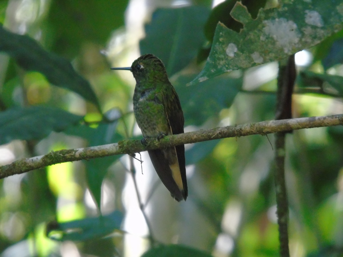 Buff-tailed Coronet - ML646413813