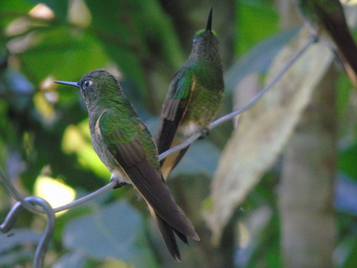 Buff-tailed Coronet - ML646413814